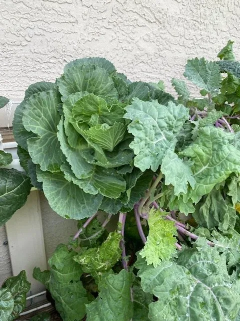 Slide of Joe Does Solar By LMNdeavors