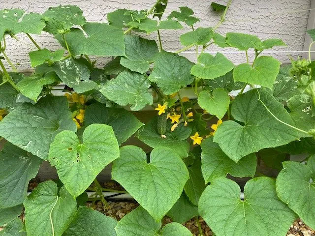 Slide of Joe Does Solar By LMNdeavors