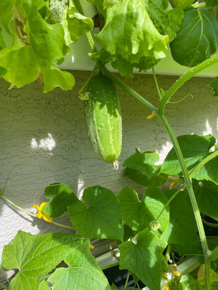 Slide of Joe Does Solar By LMNdeavors