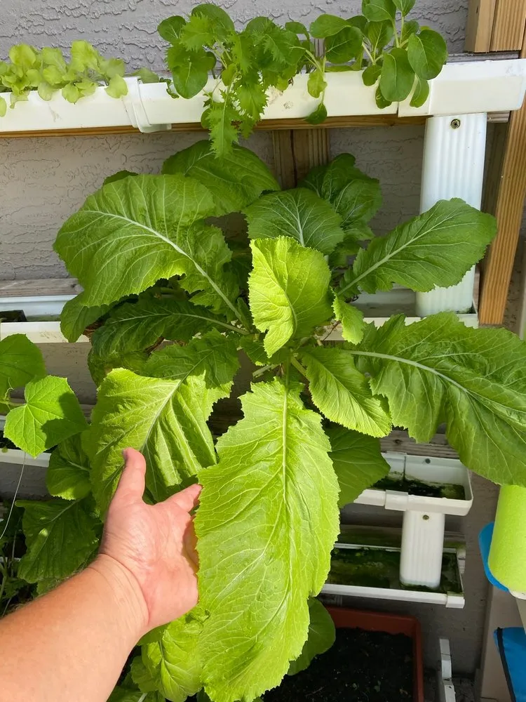 Slide of Joe Does Solar By LMNdeavors