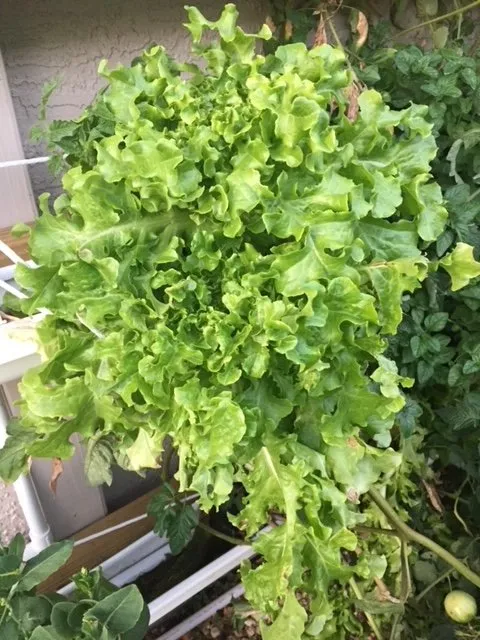 Slide of Joe Does Solar By LMNdeavors