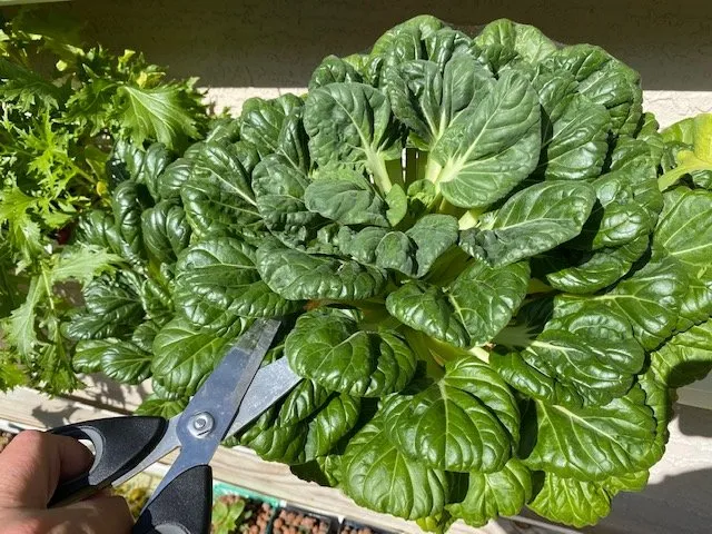 Slide of Joe Does Solar By LMNdeavors