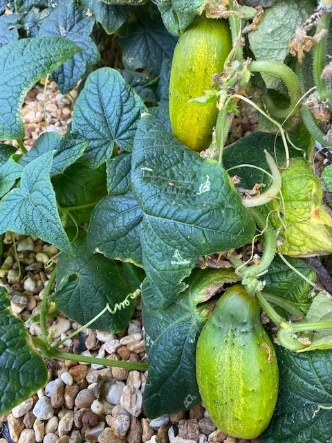 Slide of Joe Does Solar By LMNdeavors