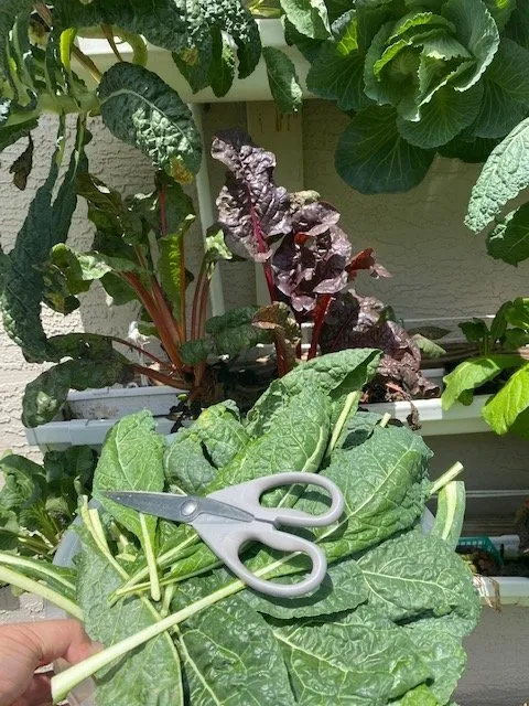 Slide of Joe Does Solar By LMNdeavors