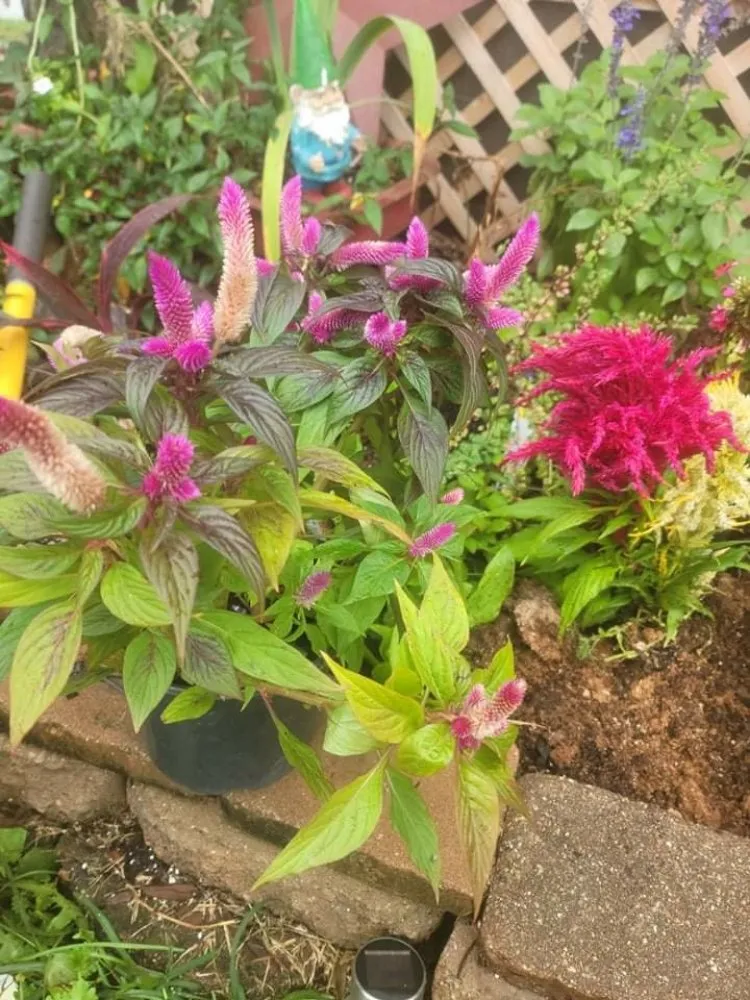 Slide of Kentucky Lawn and Leaf