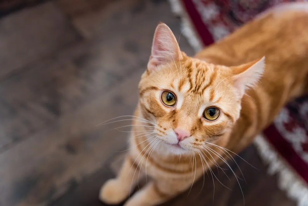 Slide of KNOW Heating