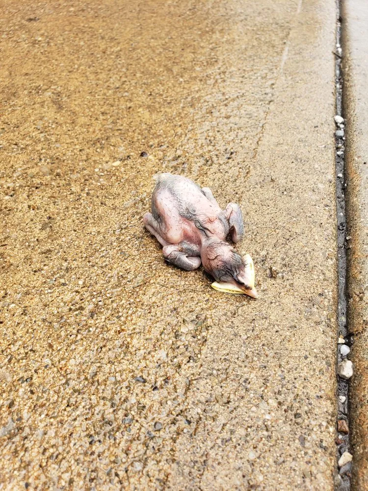 Slide of Lakewood Furnace