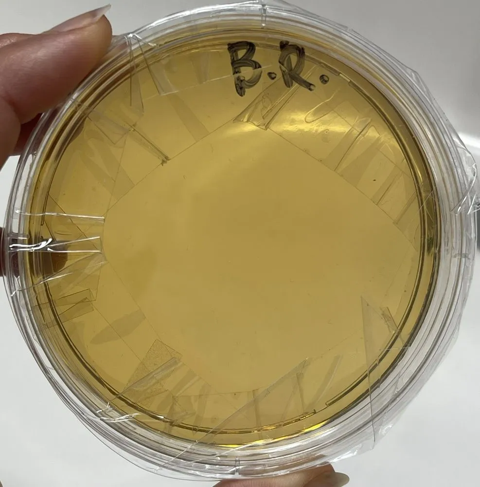 Slide of Lang 72 Degrees