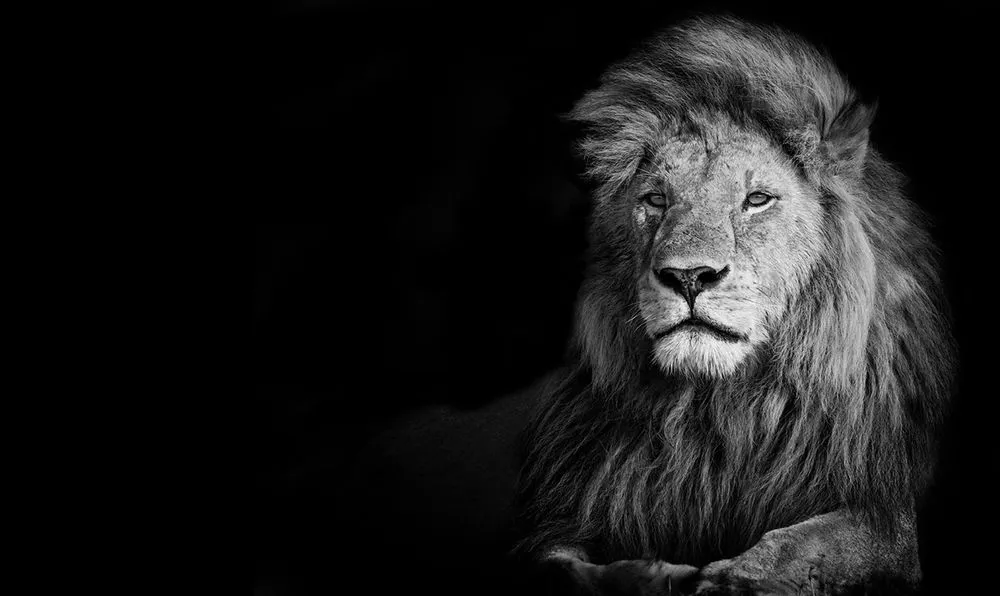 Slide of Lion Enterprises