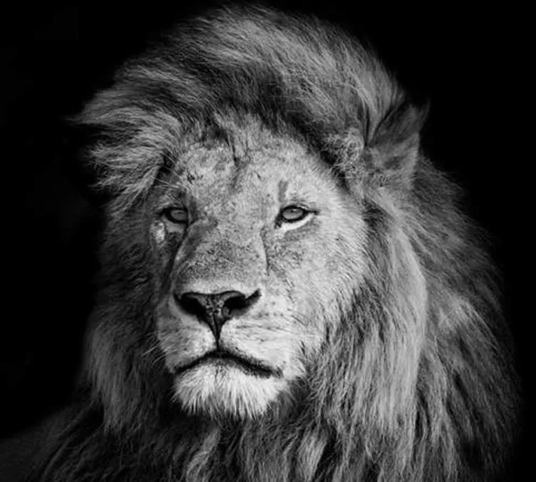 Slide of Lion Enterprises