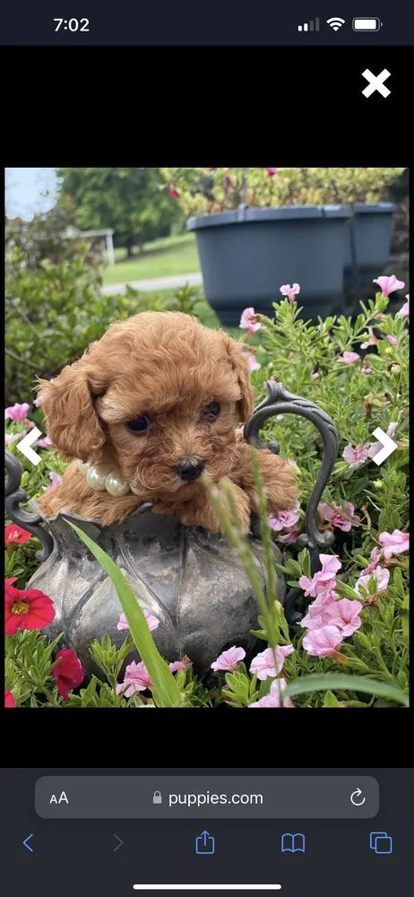 Slide of Little Pickle Heating and Air