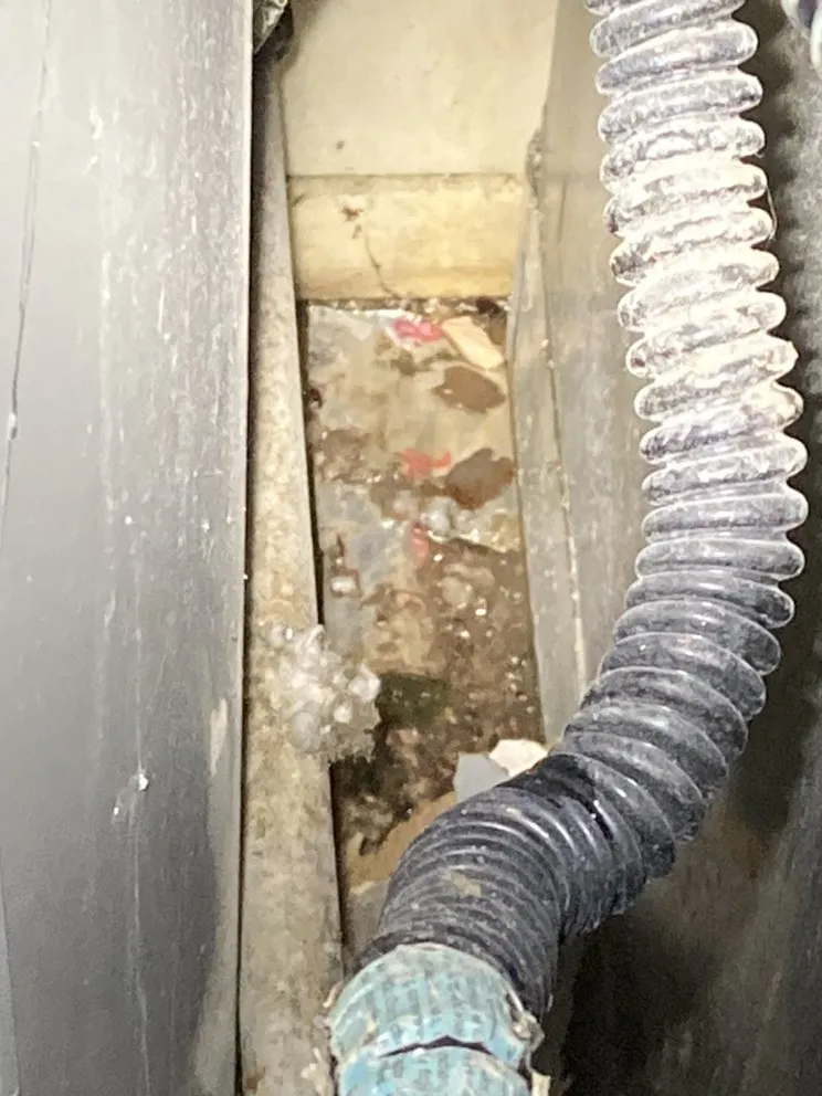 Slide of Mechanical Shark