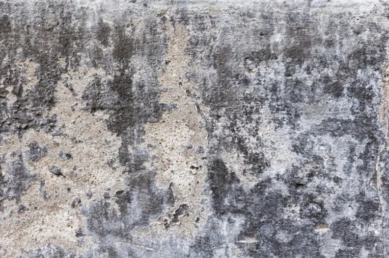 Slide of Mold Removal NH