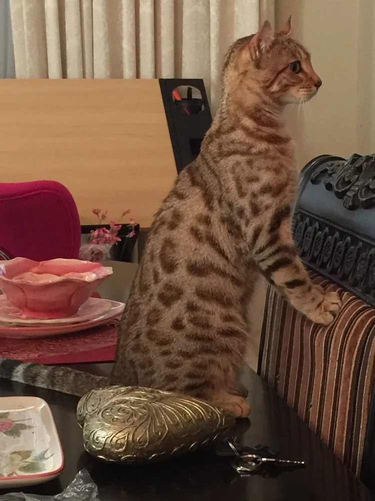 Slide of Nino’s Plumbing, Heating & Air Conditioning