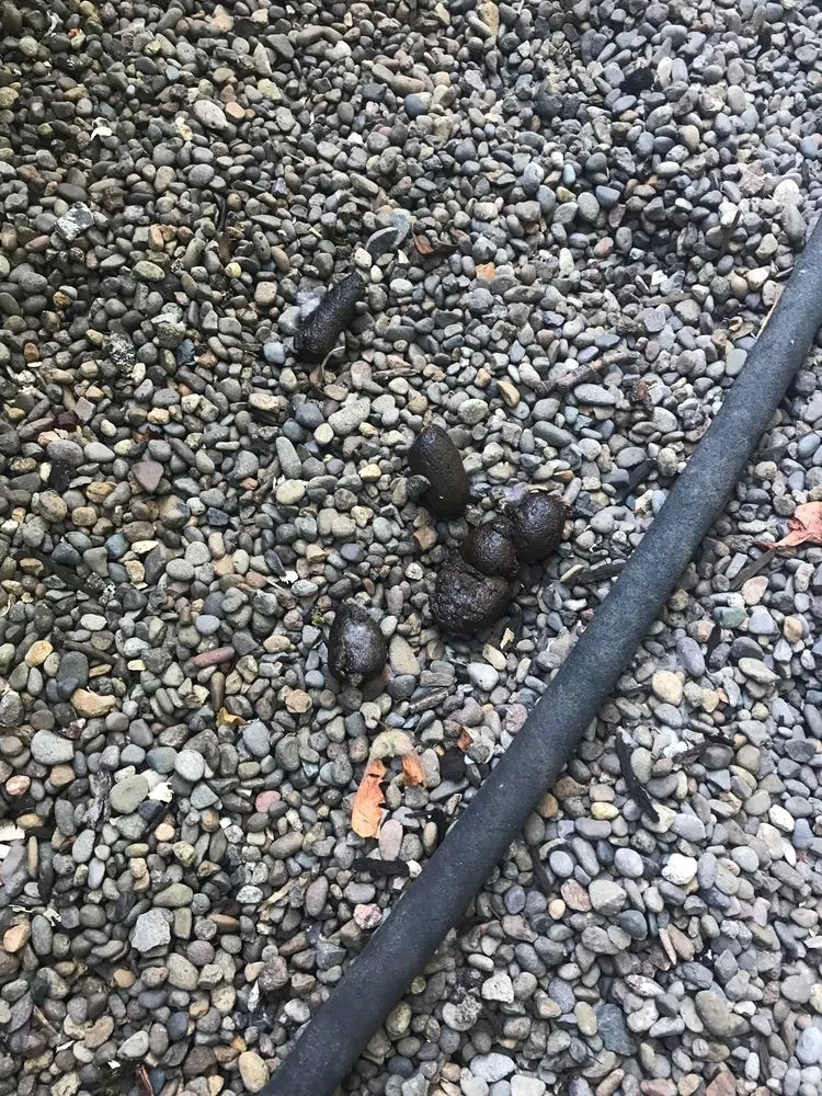 Slide of NW Sundance Services