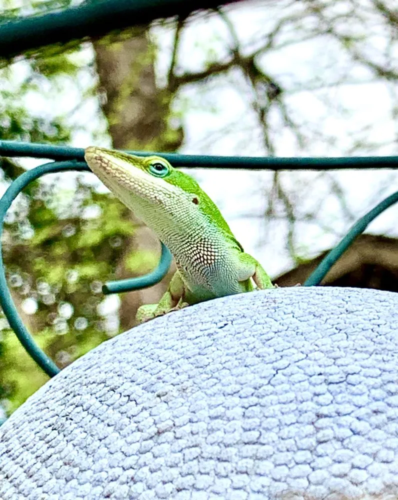 Slide of Paleface Comfort Services