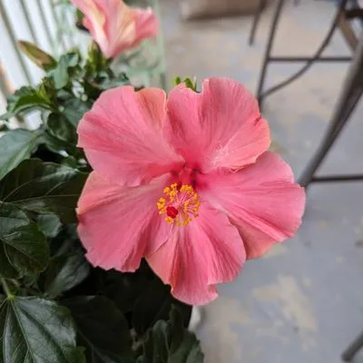 Paradise AC Solutions