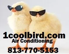 Slide of Parrot Bay Mechanical