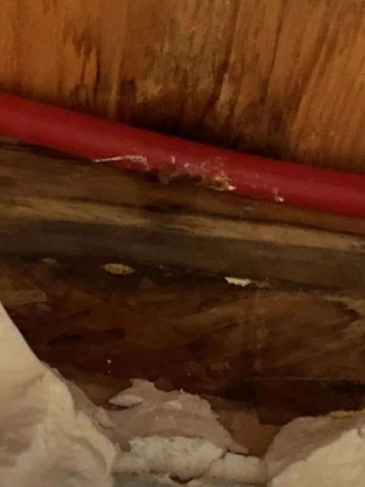 Slide of Paul The Plumber