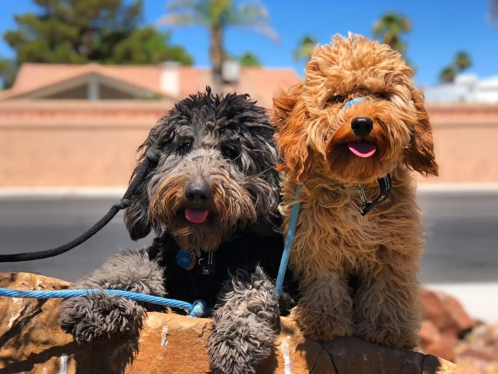 Slide of Pioneer Air