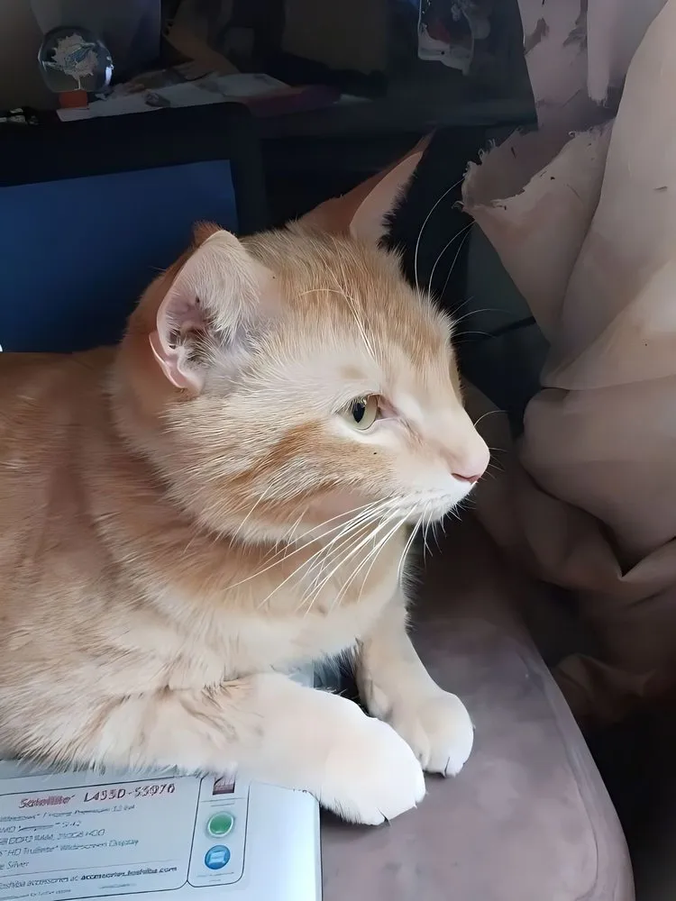 Slide of Pioneer Conditioning And Appliance