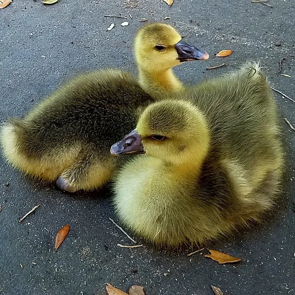 Slide of Pioneer Repair Service