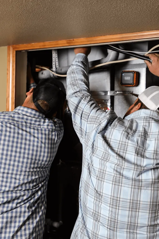 Slide of Polar Bear Mechanical