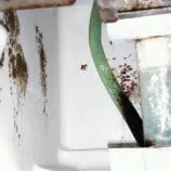 Slide of Premier Owner Services