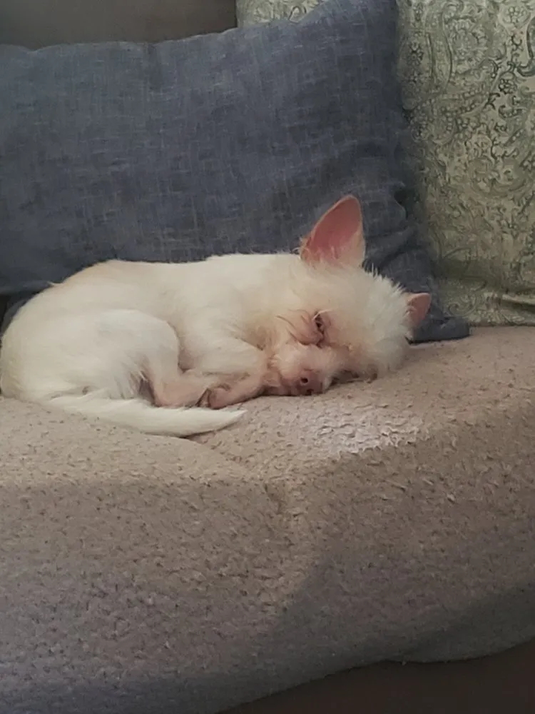 Slide of Pure Air Solutions