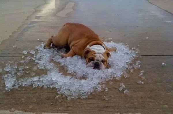 Slide of R & D Refrigeration