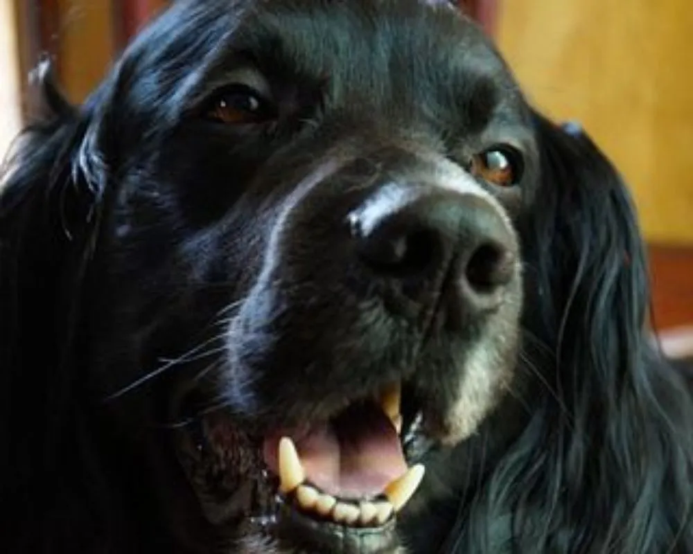 Slide of Red and White Services