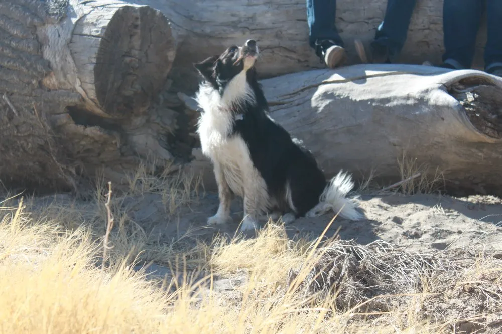 Slide of Red Bear Mechanical