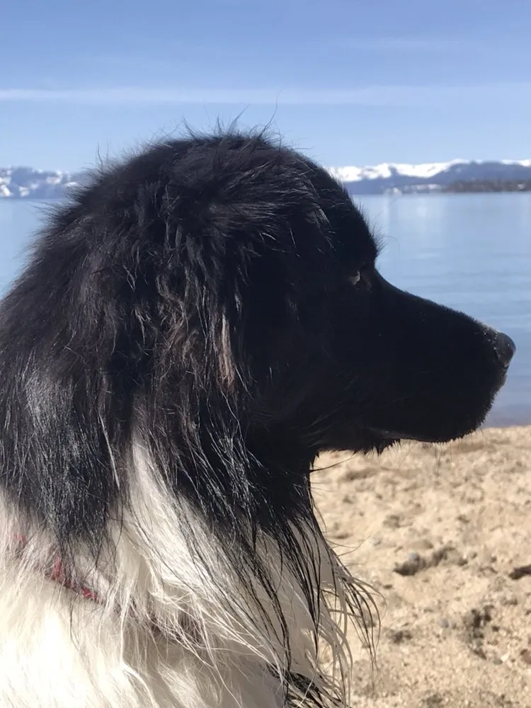 Slide of Red Bear Mechanical