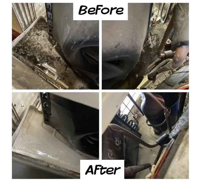 Slide of Red Cardinal