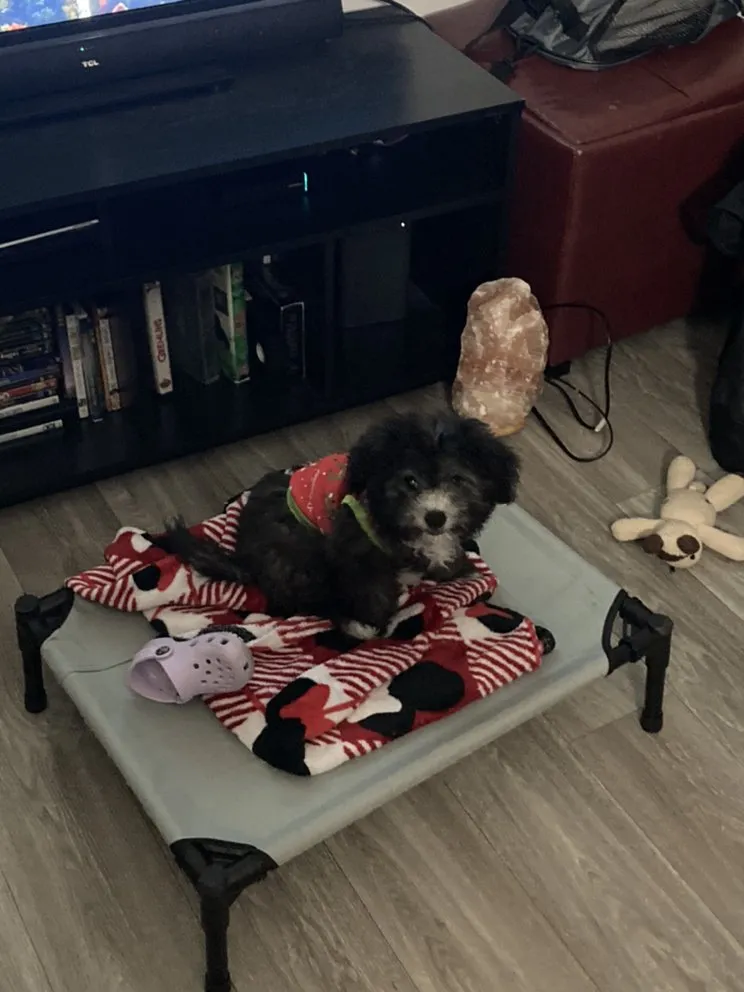 Slide of Rigo's fresh Air