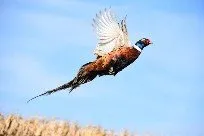 Slide of Ringneck Heating & Cooling