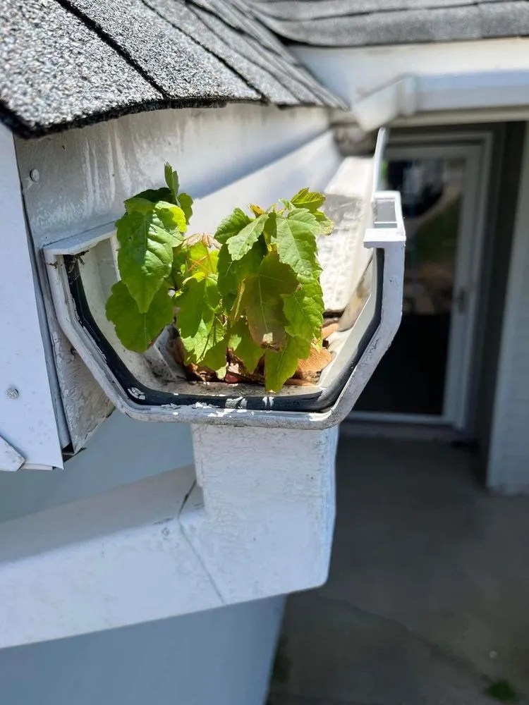 Slide of Rivera's Home Improvement