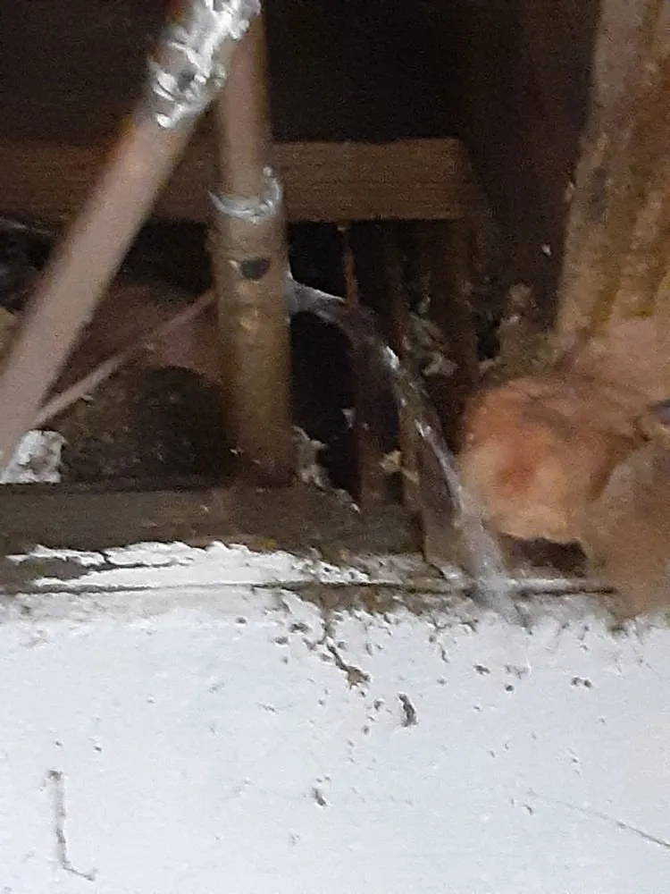 Slide of Rooter Plus