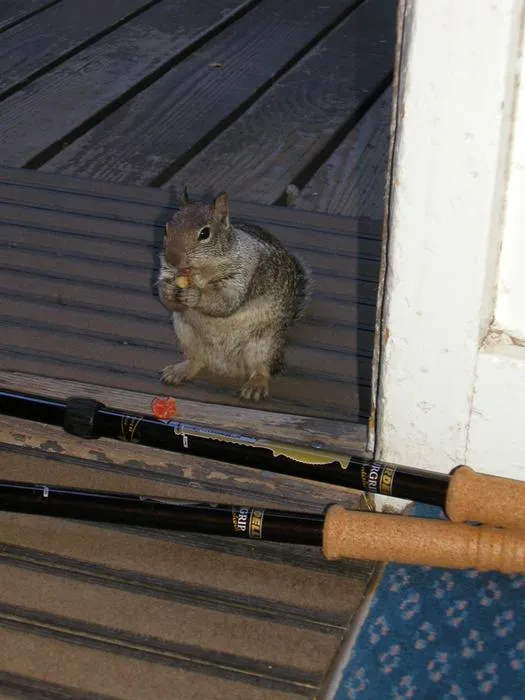 Slide of Royal Service Center