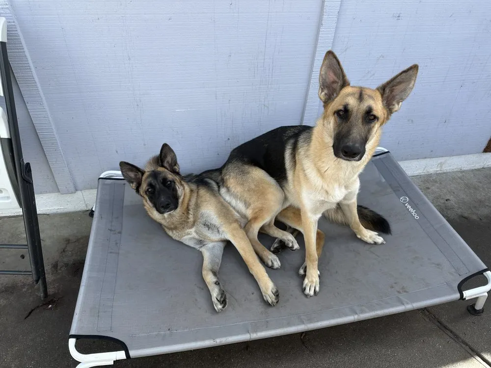 Slide of Saki Brothers