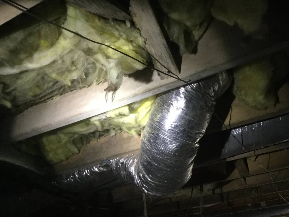 Slide of Scorpion Mold Abatement