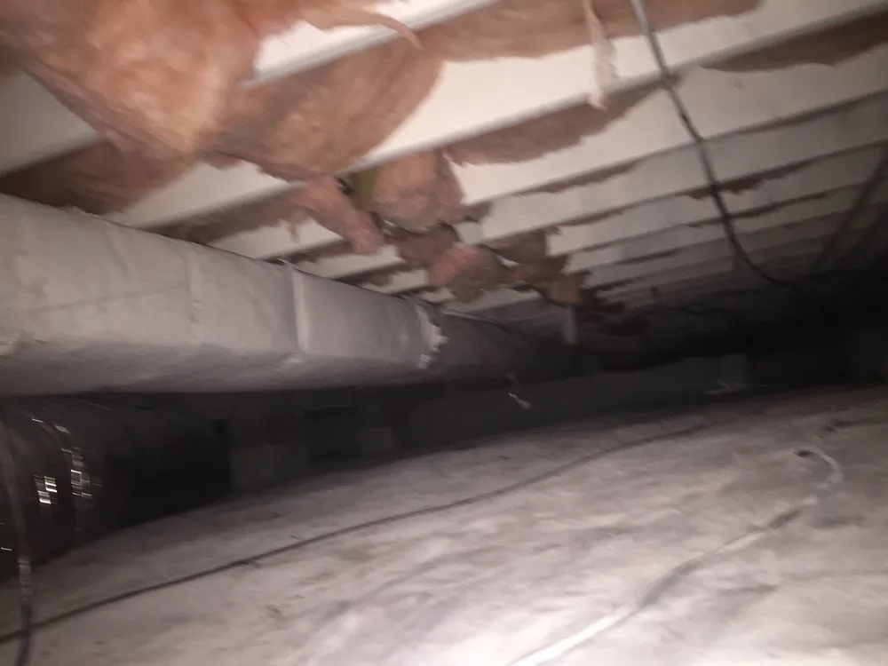 Slide of Scorpion Mold Abatement