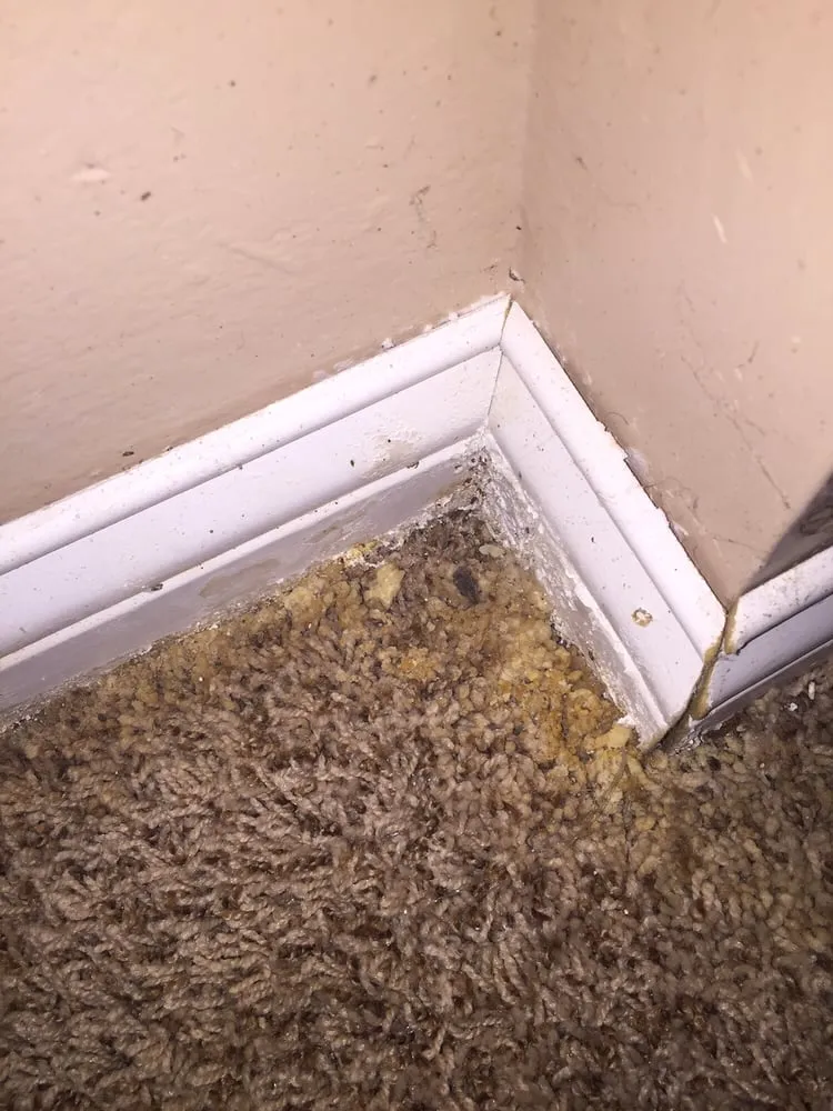 Slide of ServiceMaster Cleaning & Restoration by NEK - Lawrence