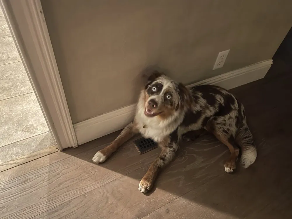 Slide of Silicon Valley Comfort