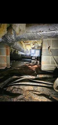 Southeastern Allergy Remedies