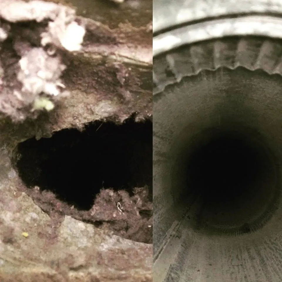 Slide of Spotless Ducts