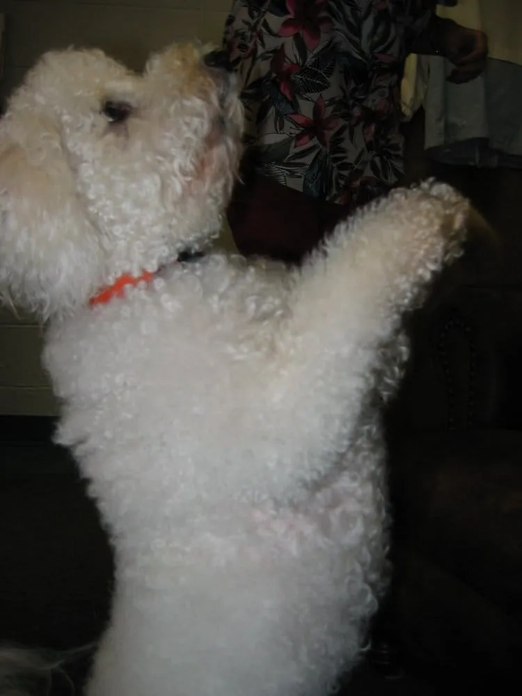 Slide of Spring Mountain Air