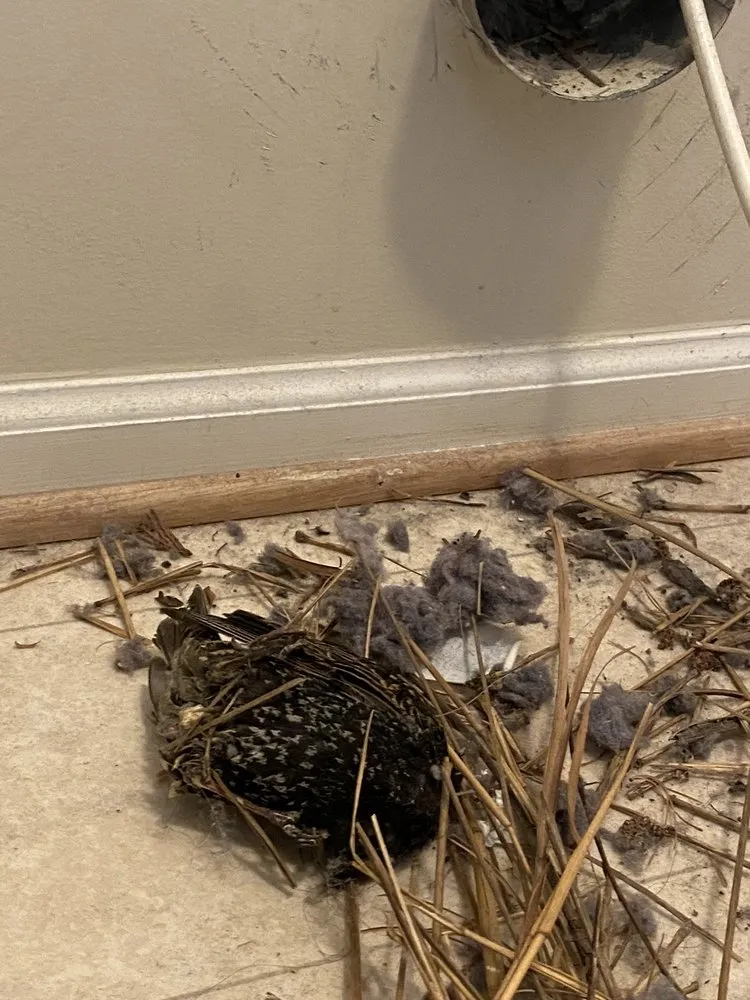 Slide of Star Quality Air Duct Cleaning