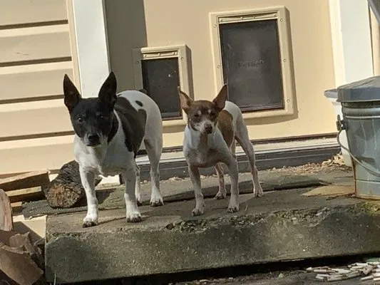 Sunrise Home Services