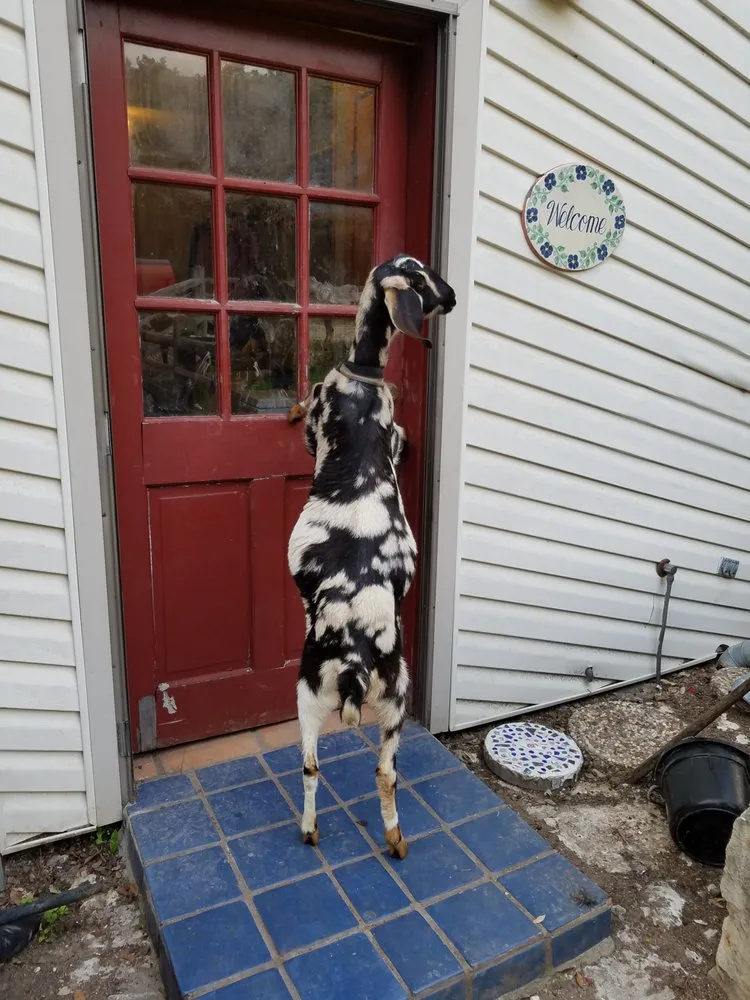 Slide of TemperaturePro Austin